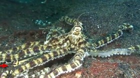 10 Ways Nature Acts Like The Film Beginning